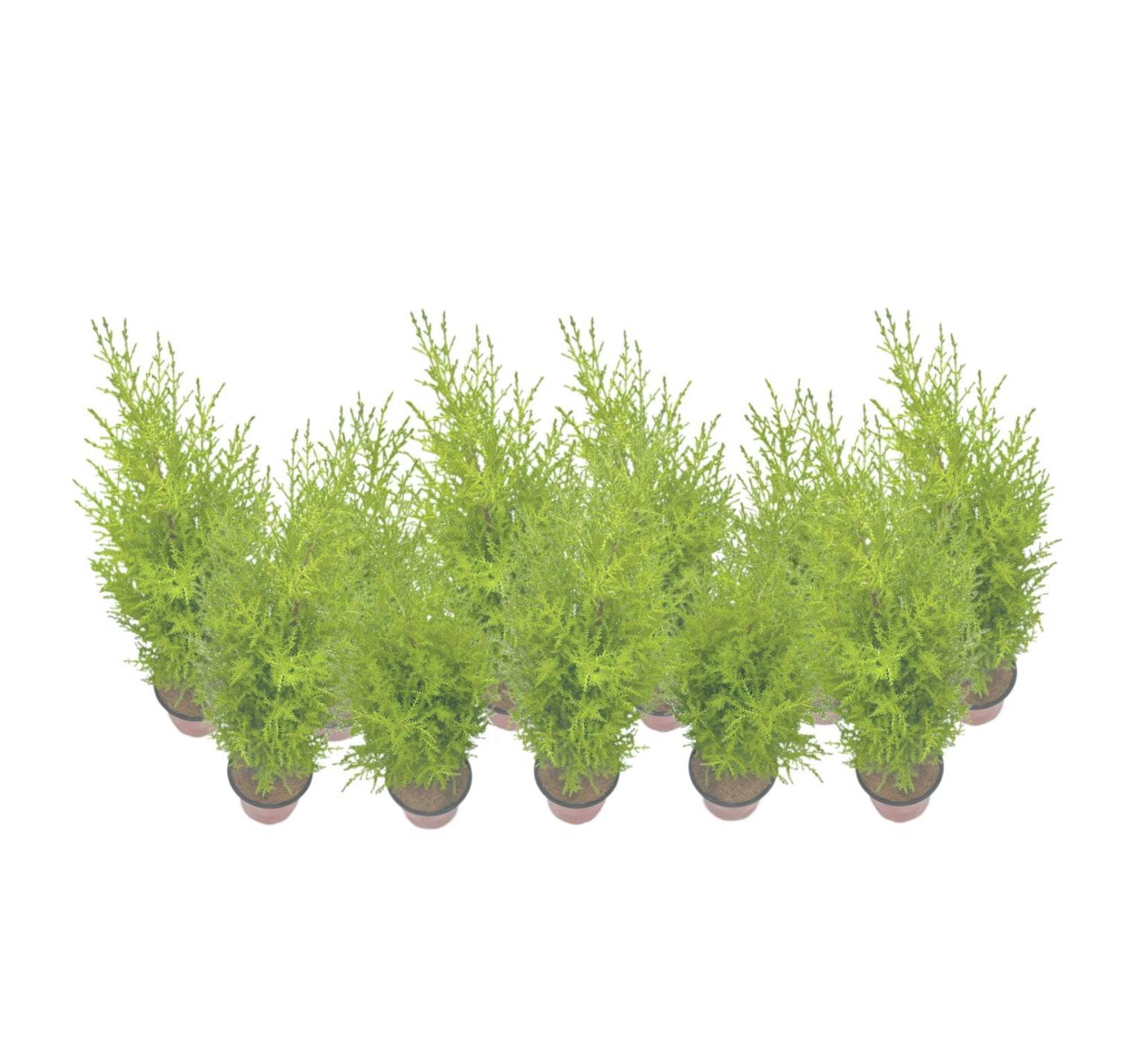 11-PK Live Dwarf Lemon Cypress, Cupressus macrocarpa ‘Goldcrest Wilma,’ Live Indoor Tree, Houseplant, Garden Plant, Fragrant Plant, 4.5-in Pot(s)