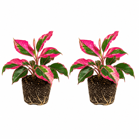 Party Time Alternanthera Starter Plants - Set of 2, Colorful Foliage, Full Sun, USDA Zones 10-11, Ships Bare Root, No Pot