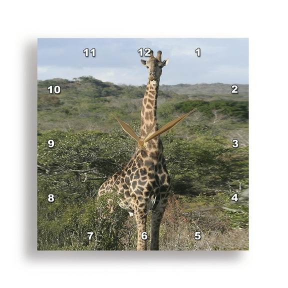 3dRose, South African Giraffe head to legs, 15x15 Wall Clock