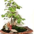 thumbnail image 2 of Bonsai Soil Potting Soil for Bonsai 2 Qt Natural Bonsai Tree Soil Mix for Potted Plant, 2 of 7
