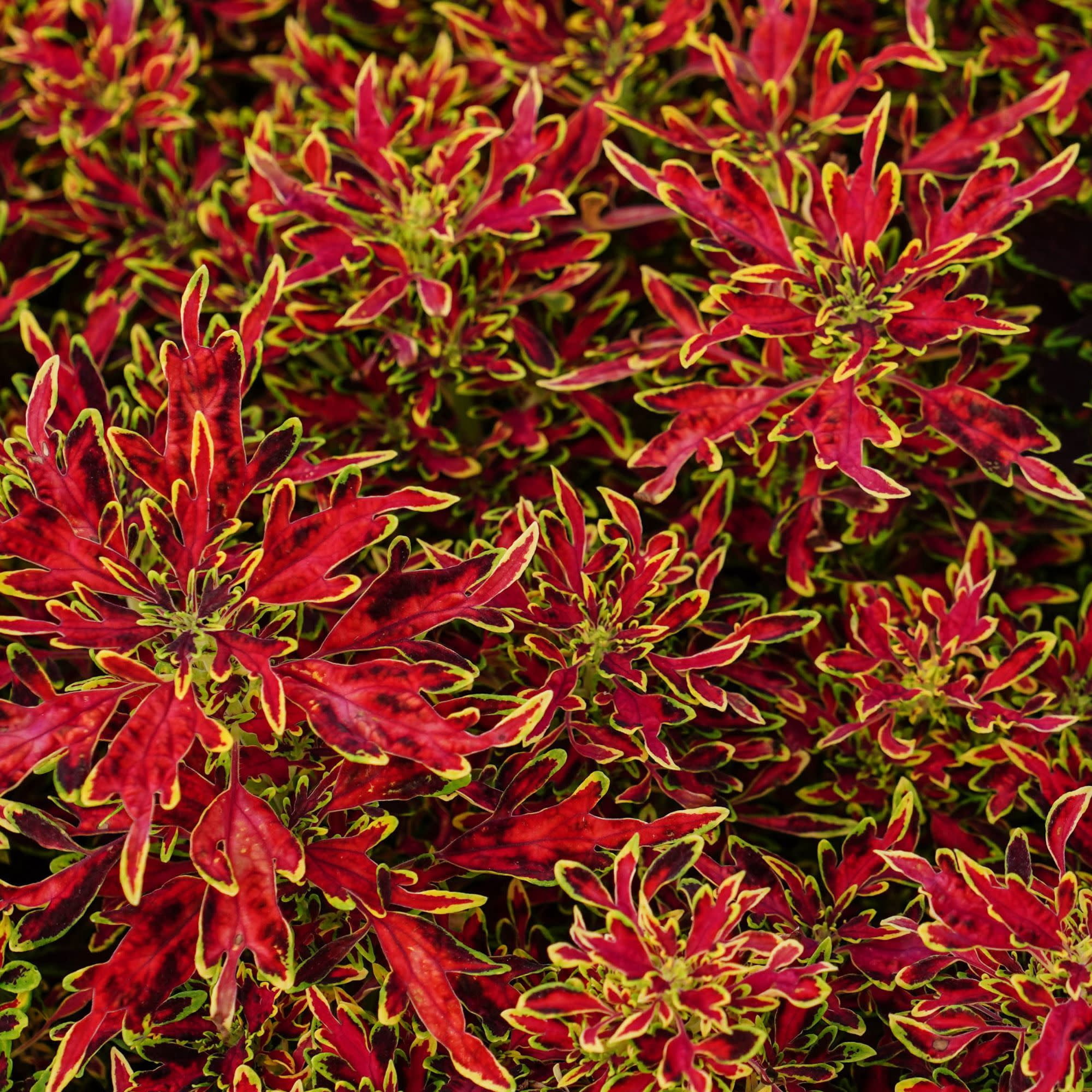 Proven Winners 4" Orange ColorBlaze Mini Me Watermelon Coleus Live Plant in 4.25" Pot (4 Count)
