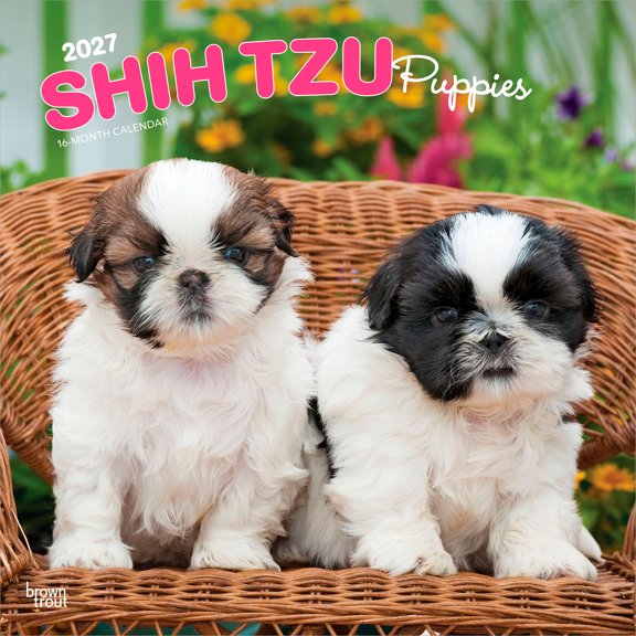 Shih Tzu Puppies | 2027 12x24" (Hanging) Wall Calendar | Plastic-Free | BrownTrout