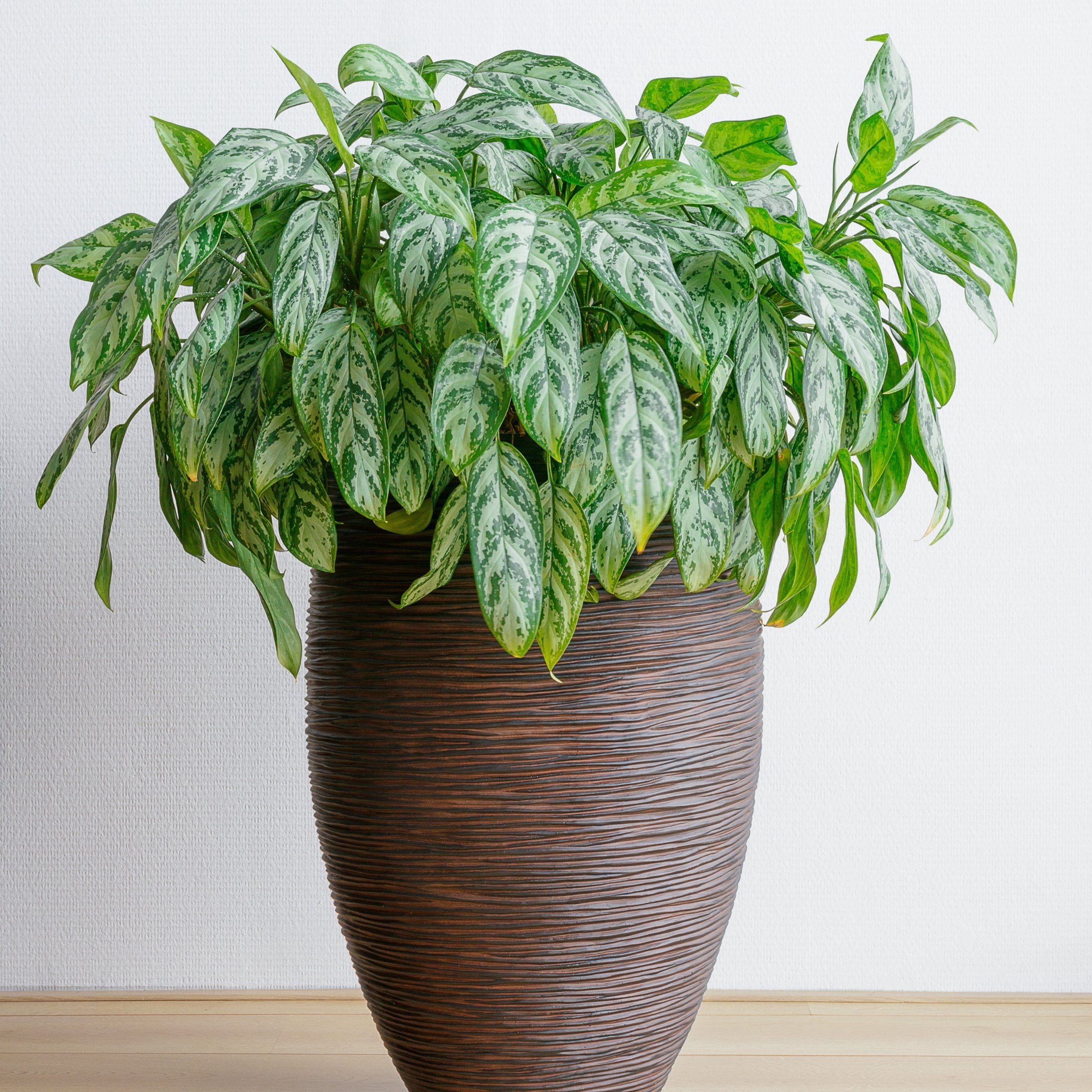 6 in. Aglaonema Maria Emerald Beauty Plant in Grower Container