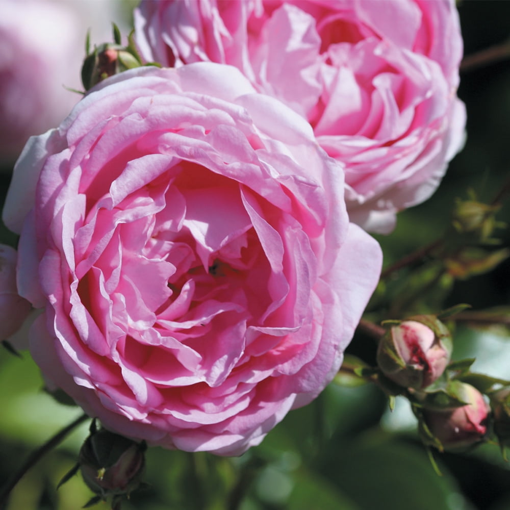 Arborose® Jasmina™ Climbing Rose by Heirloom Roses - Climbing Roses Live Plants For Planting Outdoors