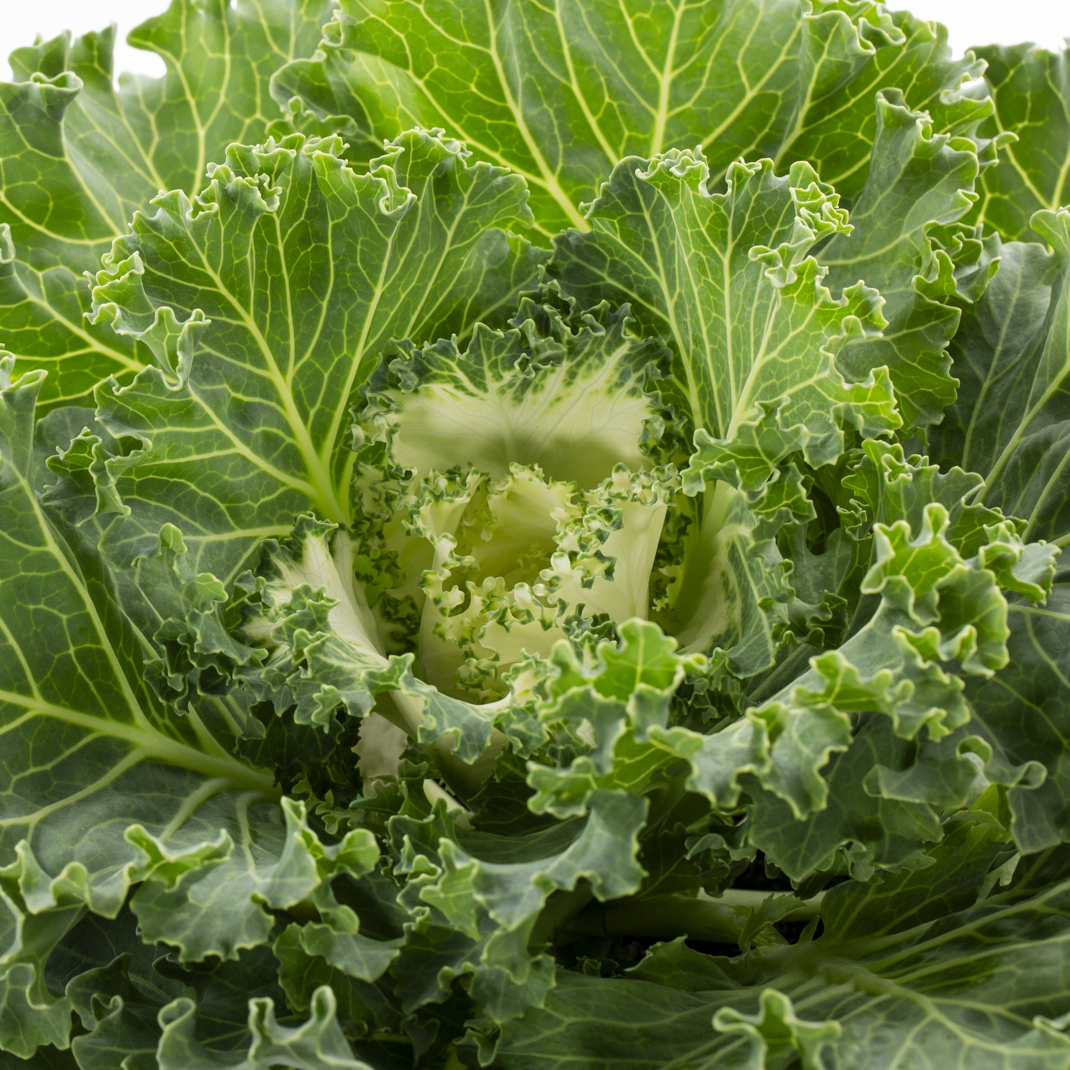 Expert Gardener 12" White Ornamental Kale Live Plants in Grower Pots (2 Count)