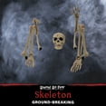 thumbnail image 3 of Haunted Hill Farm Life-size Groundbreaking Skeleton, Included Skull Head, Arms and Legs, Haunted House Halloween Decoration, HHGBSKEL-1GB, 3 of 10