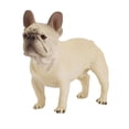 thumbnail image 1 of Figura de juguete con forma de animal en miniatura con forma de bulldog para decoración del hogar pa, 1 of 5