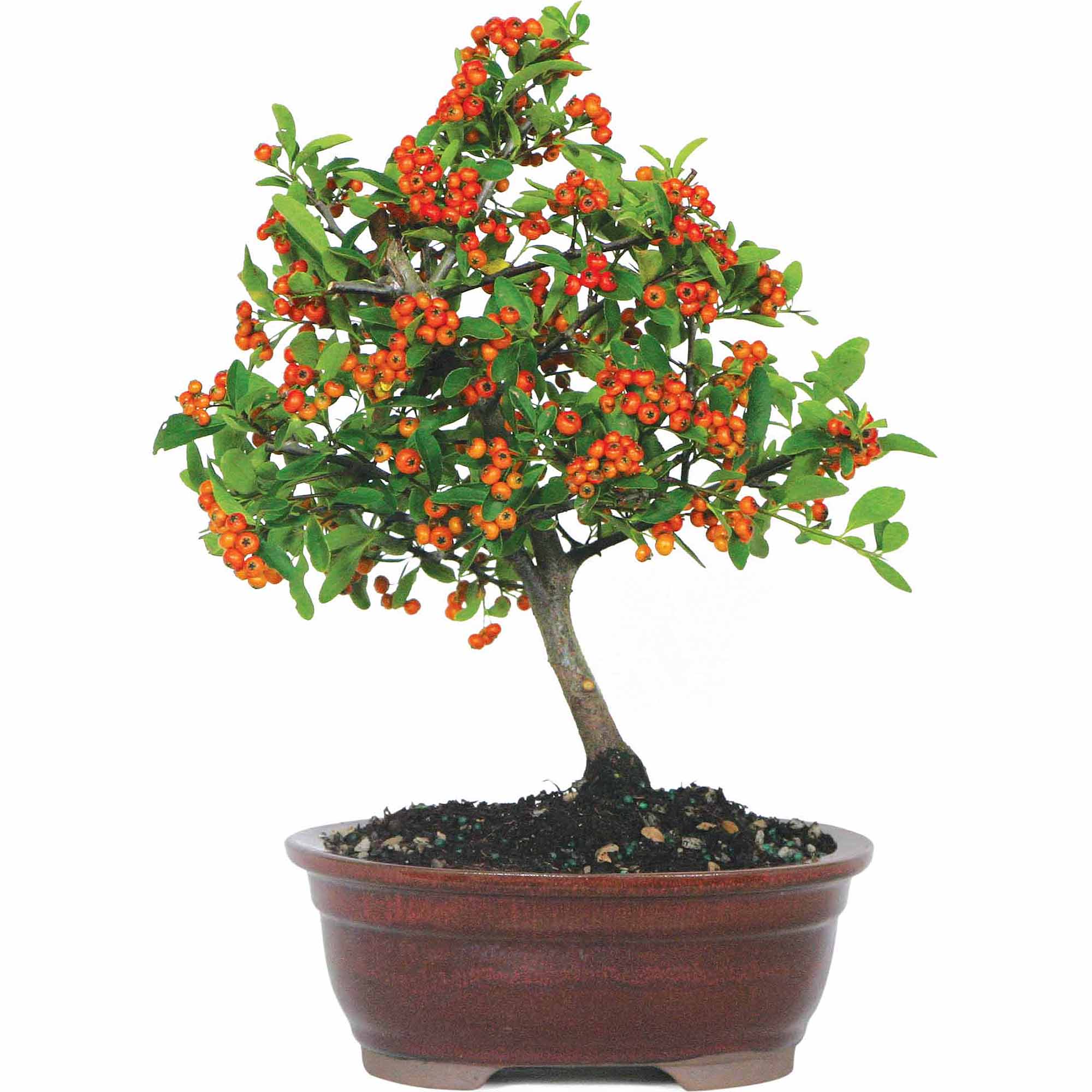 Dwarf Pyracantha Bonsai Tree Price Tracking