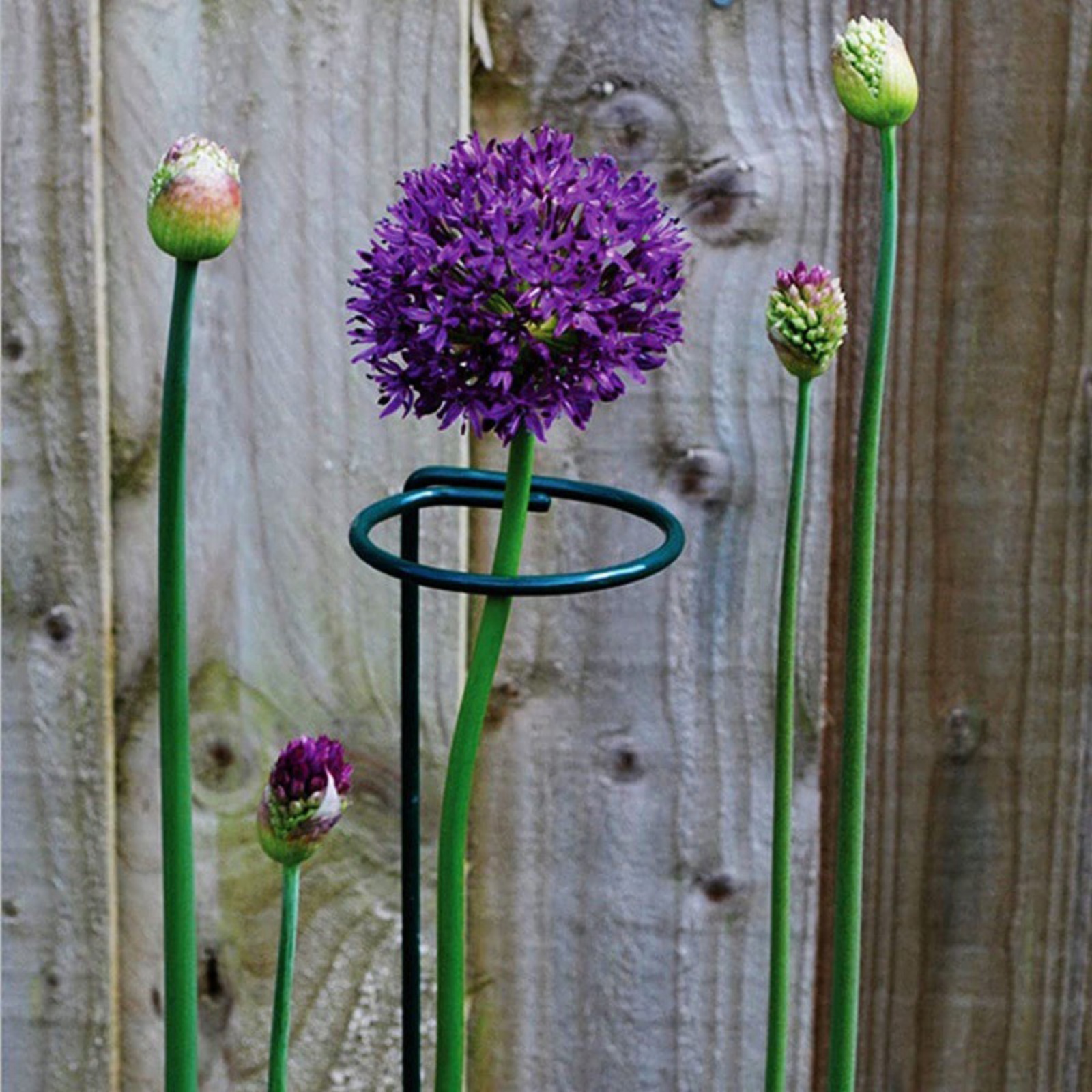Plant Support Stakes Set,Plant Support Stakes for Plant Flowers,Amaryllis,Rose,Vegetable With 6 Pcs 16 inch Climbing Wrought Iron Plant Support Rod Pole,20 Plant Buckles,6 Label Inserts,10 Cable Ties