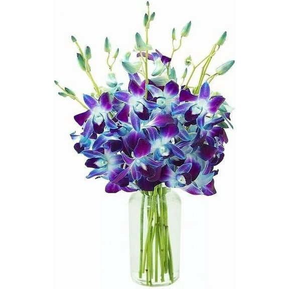 Kabloom Flowers - Handpicked Fresh Blue Orchids Cut Flowers with Vase