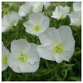thumbnail image 3 of Everwilde Farms - 2000 Pale Evening Primrose Native Wildflower Seeds - Gold Vault Jumbo Bulk Seed Packet, 3 of 5