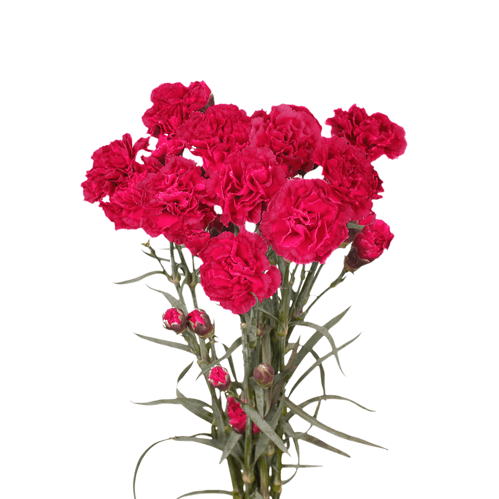 100 Stems of Hot Pink Spray Carnations Beautiful Fresh Cut Flowers