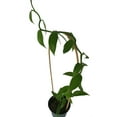 thumbnail image 4 of Green Vanilla Bean Orchid Plant - 5" Pot on Trellis, 4 of 4