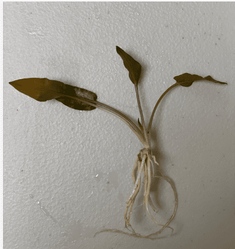 Cryptocoryne Wendtii Red Live Aquarium Plant – Easy Freshwater Fish Tank Plant