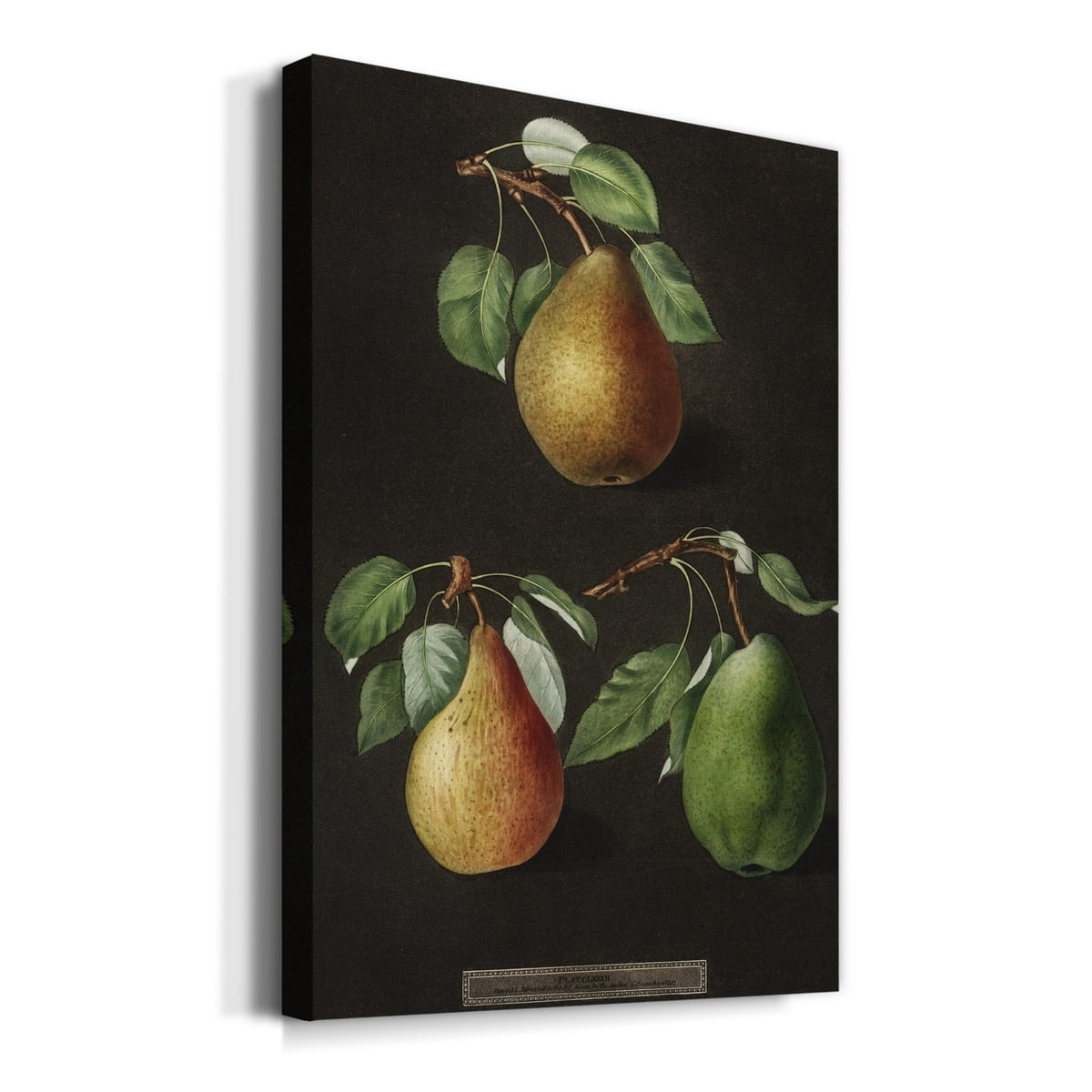 Pear (Pyrus) Premium Gallery Wrapped Canvas - Ready to Hang - 8 x 12