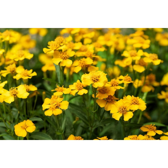 300 MEXICAN Mint MARIGOLD Spanish Tarragon Tagetes Lucida Flower Herb Seeds
