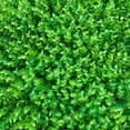 thumbnail image 4 of Miumaeov 12PCS 16x24inch Artificial Hedge Wall Decoration Plants Boxwood Panels Greenery Wall Background Grass Hedge Privacy Fence Screen Faux Grass Wall Panels Decorative, 4 of 9