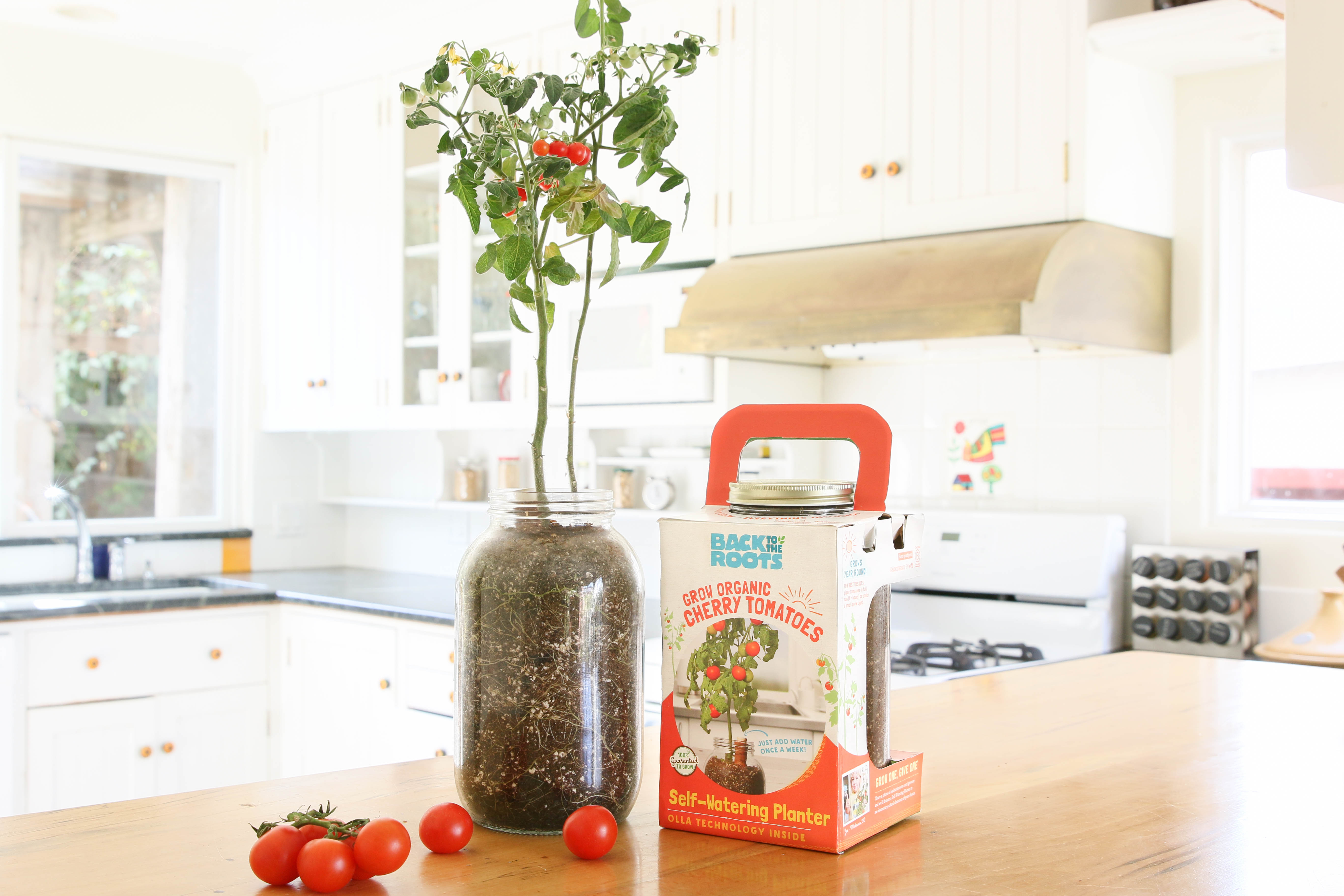Back to the Roots Windowsill Red Cherry Tomato Planter, Grow Kit - image 5 of 10