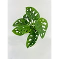 thumbnail image 5 of Monstera Adansonii - Live Air-Purifying Indoor Plant in Nursery Pot – Easy Care, Low Maintenance Houseplant for Home & Office Decor, Natural Air Cleaner, Best for Beginners (6"Pot, BlackCylinder), 5 of 8
