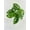4_MONSTERA_SWISS.CHEESE, variant on Monstera Adansonii - Live Air-Purifying Indoor Plant in Nursery Pot – Easy Care, Low Maintenance Houseplant for Home & Office Decor, Natural Air Cleaner, Best for Beginners (2"Pot, NurseryPot)