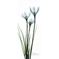 thumbnail image 2 of Koetsier, Albert 12x24 Gold Ornate Wood Framed with Double Matting Museum Art Print Titled - White Lilies in Blue, 2 of 4