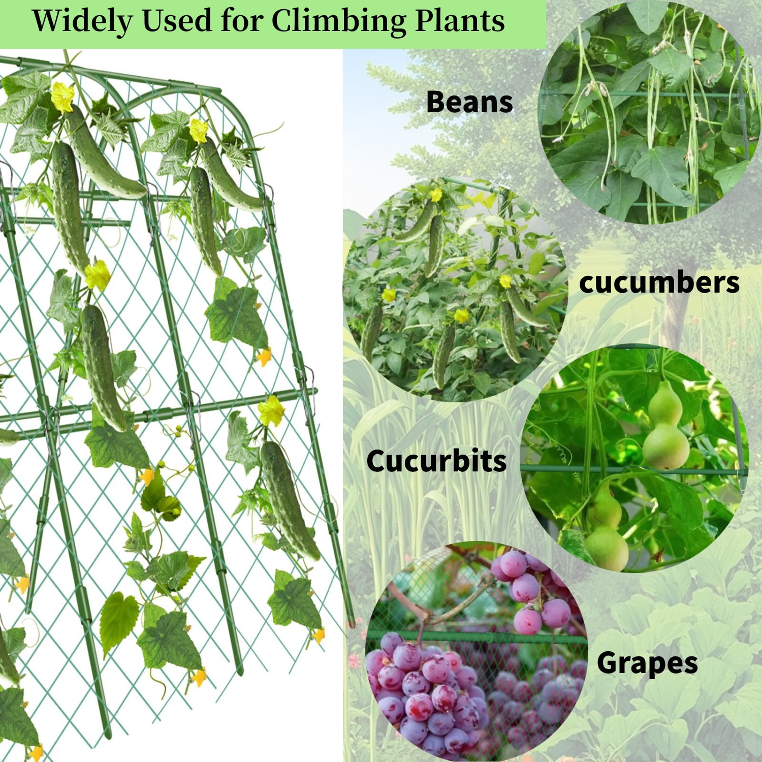 ROMUCHE 63"x48" Cucumber Trellis,Garden Arch Trellis for Climbing Plants Steel Plant Support Trellis for Flower Vine Grape Vegetable Plant Climbing Trellis for Melon Tomato Bean w/Netting