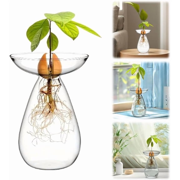 2Pcs Avocado Seed Starter Vase, Glass Plant Propagation Station for Acorn & Hyacinth Bulbs, Hydroponic Indoor Grow Kit for Gardening Lovers (K)