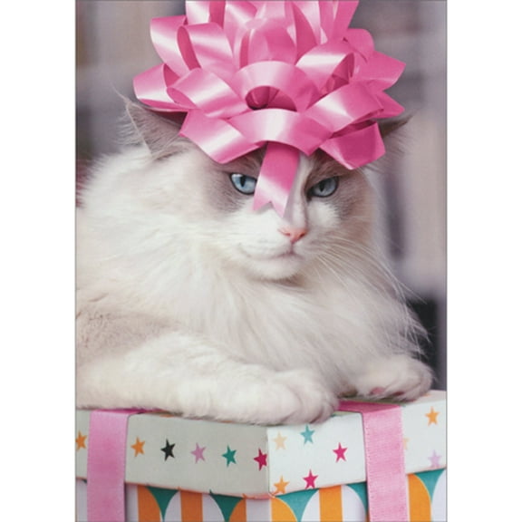 Avanti Press Cat Wearing Pink Bow on Head and Sitting on Present Funny / Humorous Feminine Birthday Card for Her : Women