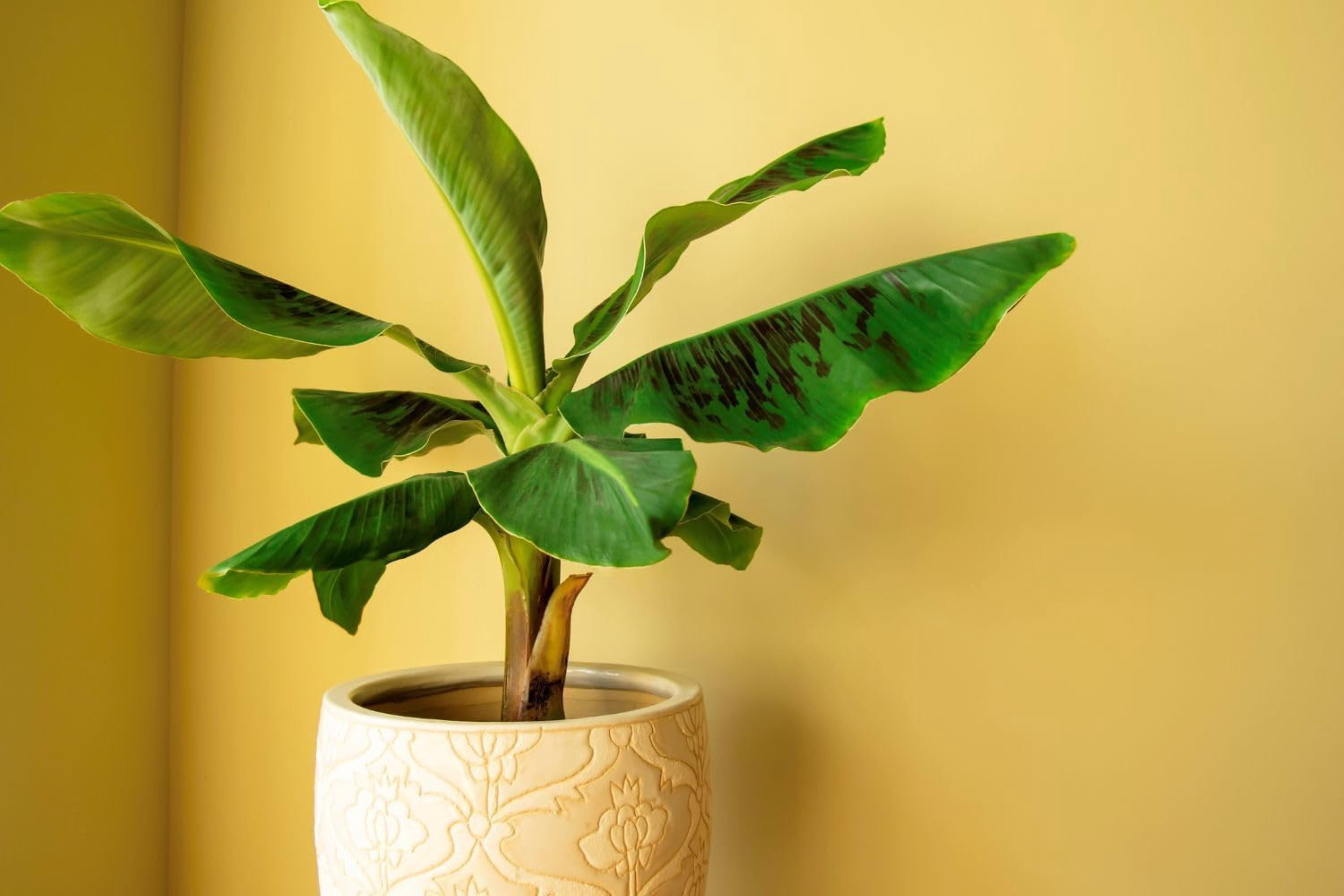 Gardenera Banana Tree Potting Mix - High-Performance Formula for Vibrant Growth and Abundant Fruit Production - Unlock The True Potential of Your Banana Trees (20 Quart)