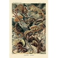 thumbnail image 2 of Haeckel, Ernst 23x32 White Modern Wood Framed Museum Art Print Titled - Haeckel Nature Illustrations: Lizards, 2 of 4
