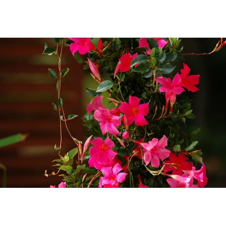 Mandevilla- 'Pretty Deep Pink' 3 inch Pot with (Best Grass Seed For Sandy Soil Full Sun)