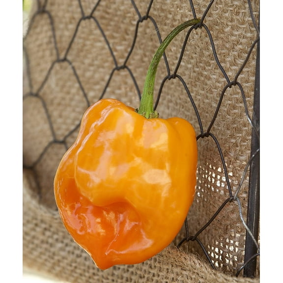 Orange Habanero Heirloom Pepper Premium Seeds