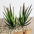 thumbnail image 2 of Cheers 1Pc Artificial Aloes Simulation Plants Bonsai Tabletop Hotel Home DIY Decoration, 2 of 7