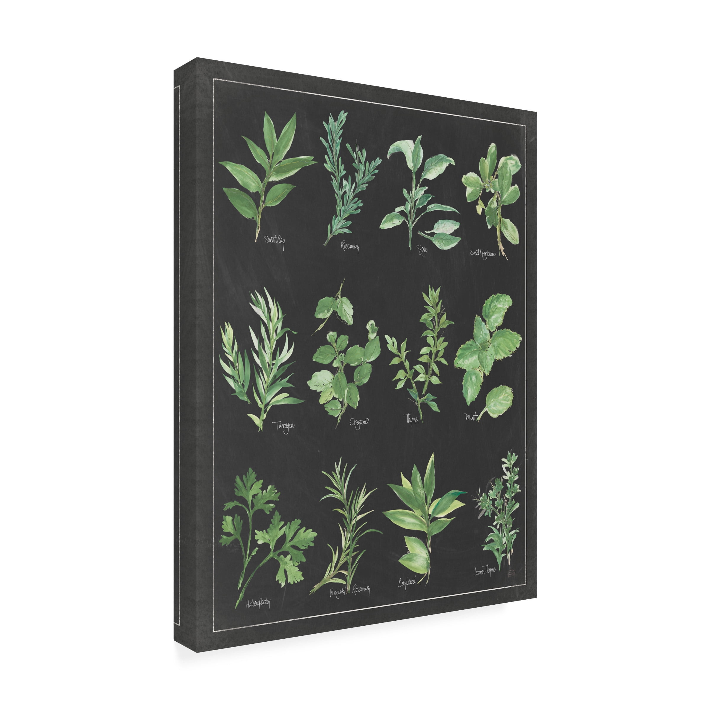 Trademark Fine Art 'Herb Chart on Black White Border' Canvas Art by Chris Paschke