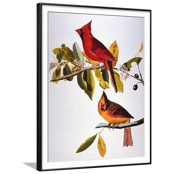 Art.com Printed Animals & Insects Framed Art Print, 27" x 35", by John James Audubon