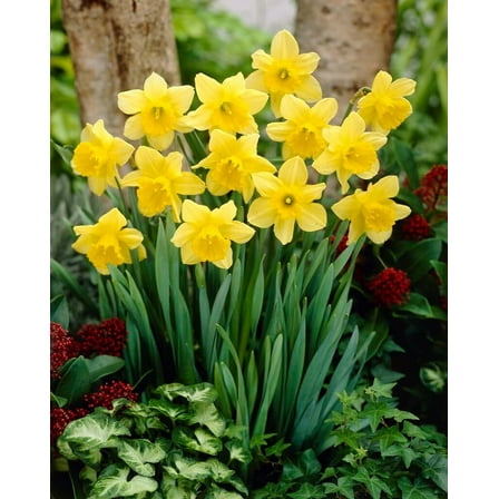 Carlton Yellow Cupped Daffodil Bulbs for Planting - Bright and Colorful Yellow Daffodils to Grow (10 Bulbs)