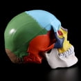 thumbnail image 1 of Modelo de Cráneo Humano YONGSHENG Tamaño Real PVC, 1 of 5