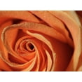 thumbnail image 2 of Bonin, Suzanne 14x12 White Modern Wood Framed Museum Art Print Titled - Peach Rose, 2 of 4