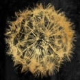thumbnail image 2 of Grey, Jace 26x26 Gold Ornate Wood Framed with Double Matting Museum Art Print Titled - Rich Gold Dandelion, 2 of 4