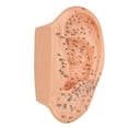 thumbnail image 1 of Ear Acupuncture Point Model, Educational Tool  40cm Accurate Clearly Fonts Ear Zone Model  For, 1 of 8