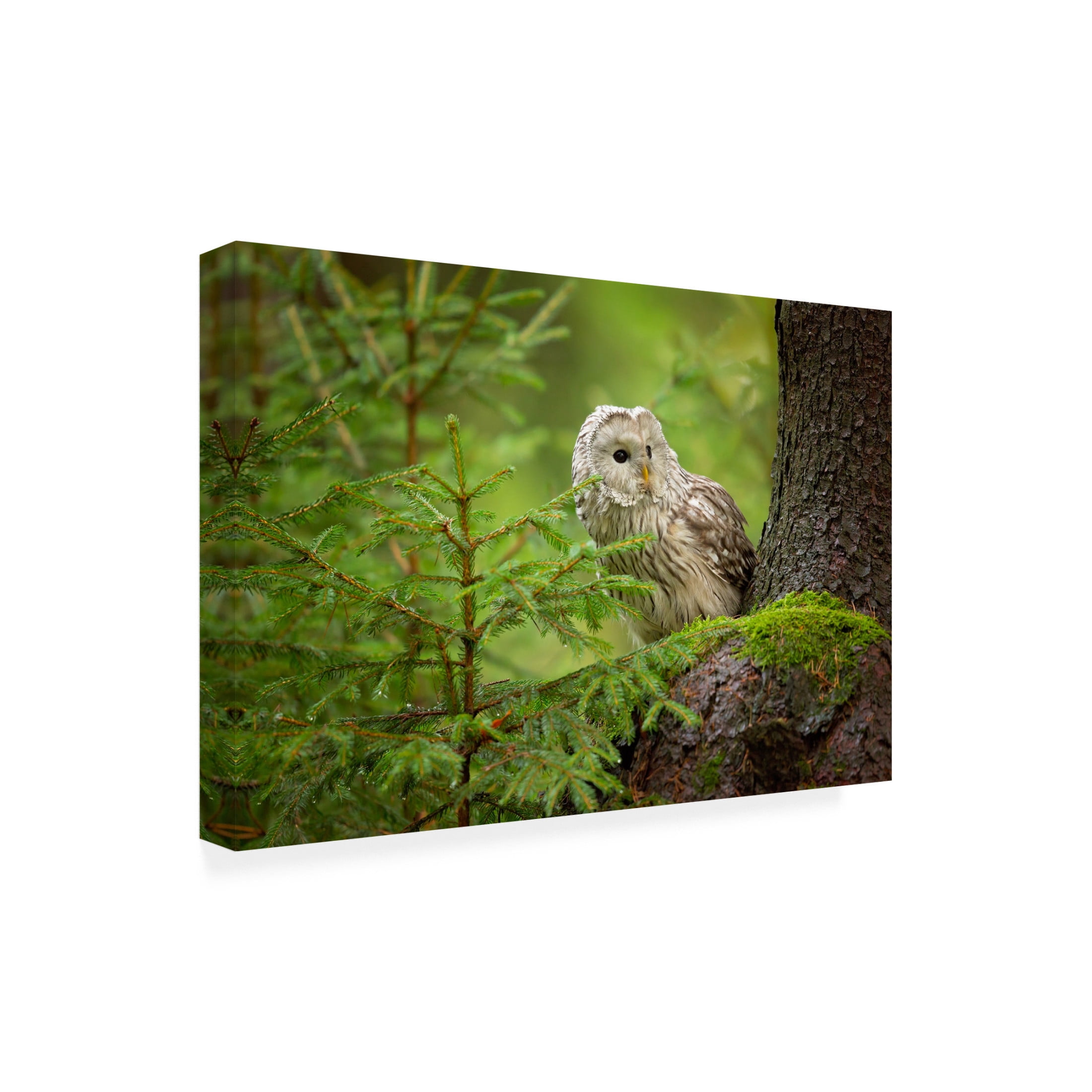 Canvas Wall Art - Milan Zygmunt 'Ural Owl' Wall Art for Living Room, Bedroom, or Office D?cor by Trademark Fine Art - 19 x 12 Inches