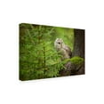 thumbnail image 4 of Canvas Wall Art - Milan Zygmunt 'Ural Owl' Wall Art for Living Room, Bedroom, or Office D?cor by Trademark Fine Art - 19 x 12 Inches, 4 of 4
