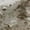 Cloud Gray Vein, variant on Miniyam 31.5 in Square Dining Table, Glossy Marble-Look Small Kitchen Table with Titanium Gold Feet, Cloud Gray Vein