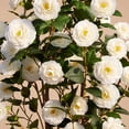 thumbnail image 6 of DR.Planzen Artificial Camellia Tree 3FT in Pot – 27 Blooming White Flowers & 252 Leaves UV Resistant Faux Camellia Plant for Indoor Outdoor Decor, Front Door Porch Patio Living Room Office, 6 of 6