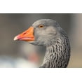 thumbnail image 2 of Jones, Adam 18x13 Gold Ornate Wood Framed with Double Matting Museum Art Print Titled - French Toulouse Goose-Kentucky, 2 of 4