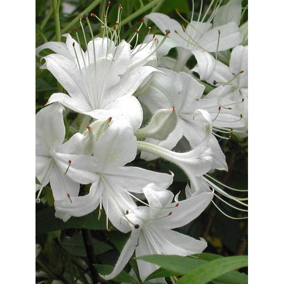 Azalea Weston's Innocence-Deciduous-Beautiful Fragrant Flowers  3 Gallon