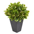 thumbnail image 1 of Nearly Natural 6497 Variegated Rubber Artificial Plant in Slate Planter - Real Touch, 1 of 1