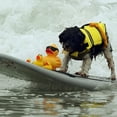 thumbnail image 3 of CNKOO Pets Dog Life Jacket  Lightweight Dog Life Vests with Rescue Handle for Small Medium and Large Dogs  Pet Safety Swimsuit Preserver for Swimming Pool Beach Boating, 3 of 7