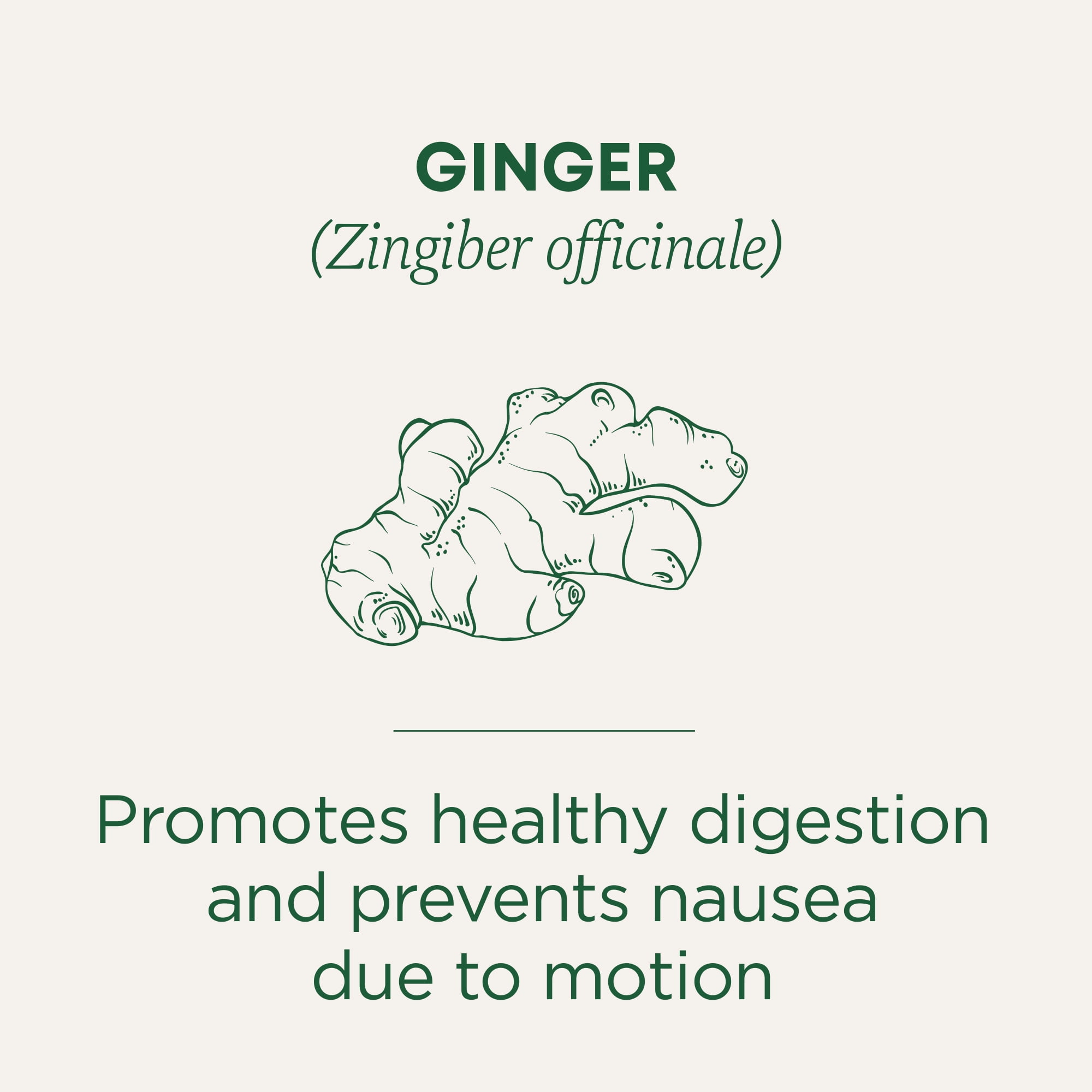 (3 pack) Traditional Medicinal Ginger, Organic Tea Bags, 16 Count