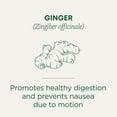 thumbnail image 4 of Traditional Medicinal Ginger, Organic Tea Bags, 16 Count, 4 of 7